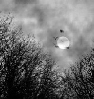 Salome de Thorensen Logo