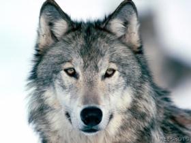 [LBI]Alexita_Lobita Logo