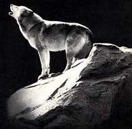 { Master Wolf } Logo